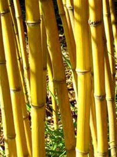 Phyllostachys Aureosulcata Aureocaulis Goldener Peking Bambus