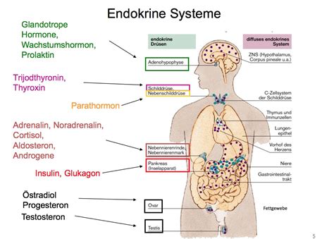 Ein paar Beispiele für endokrine Systeme Physiologie Endokrines System