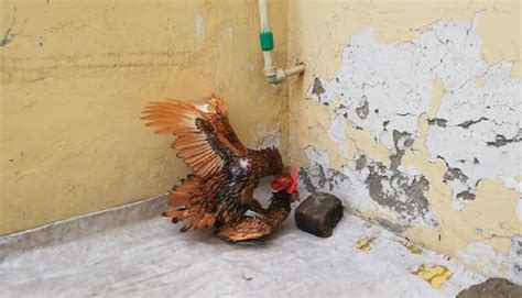 how to chicken eggs become fertilized