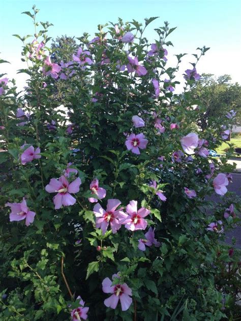 Rose Of Sharon Hibiscus Syriacus Hedge Shrub That Is Loaded With