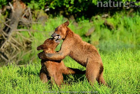 Stock Photo Of Grizzly Bear Cubs Ursus Arctos Horribilis Play