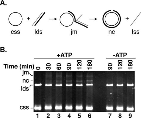 Ehdmc Mediates Plasmid Length Dna Strand Exchange A Schematic Of The