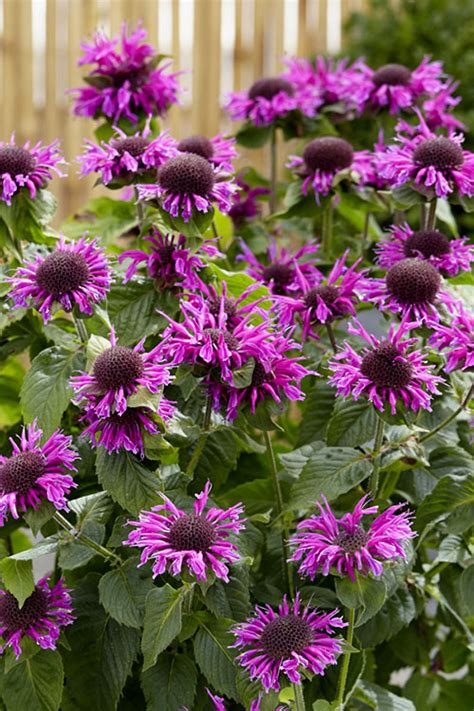 Buy Bee You Bee Free Monarda Bee Balm Free Shipping Wilson Bros