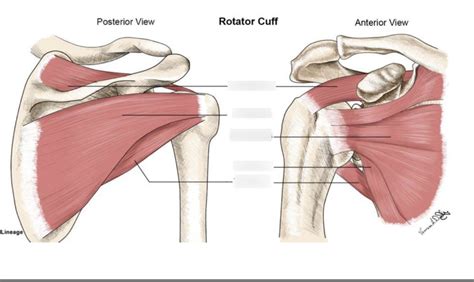 Rotator Cuff Images Of Anatomy