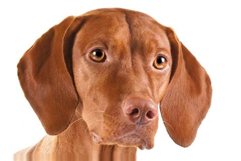 Vizsla Dog Breed Information American Kennel Club