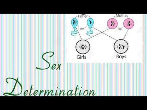 Genetics Sex Determination Youtube