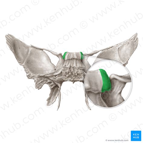 Processus Clinoideus Posterior Kenhub