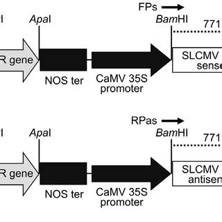 Schematic Representation Of The Recombinant Binary Constructs Harboring