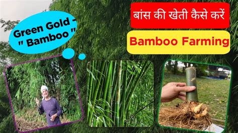 बांस की खेती कैसे करें Bamboo Farming Green Gold Ki Kheti Bans Ki