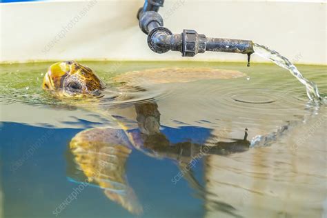 Rescued Sea Turtle Stock Image C0524438 Science Photo Library