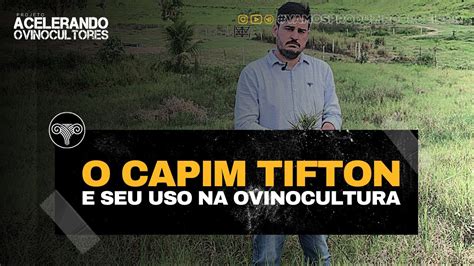 O CAPIM TIFTON E SEU USO NA OVINOCULTURA YouTube