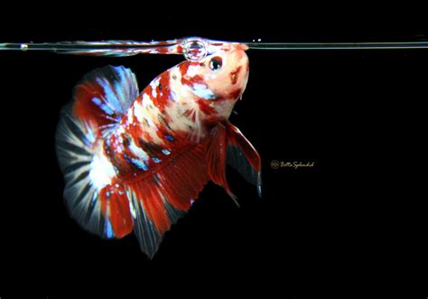 Galaxy Koi Hmpk Betta Released Bettasplendid