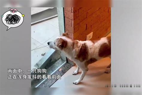 狗生不易！狗子见到猫吓得瑟瑟发抖，看到猫咪的眼神后：我也害怕