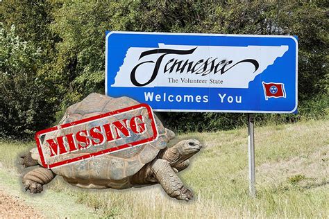 Cash Reward Offered For Safe Return Of Missing Tennessee Tortoise