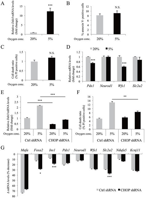 The Role Of Apoptosis In Hypoxia Induced Gene Downregulation In Min