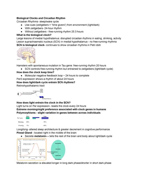 Exam 3 Study Guide PSY 214 UAlbany Studocu