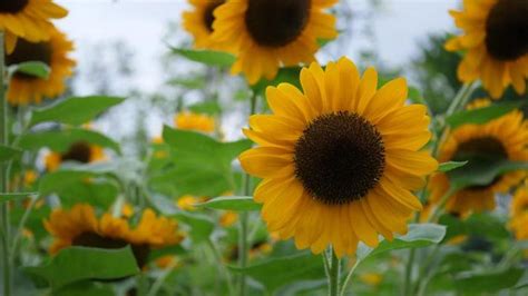 Sunflower Stock Video Footage for Free Download