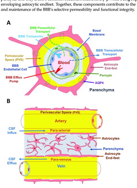 A A Schematic Of The Bbb That Is Composed Of Endothelial Cells Blue