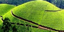 Munnar Alleppey Tour Munnar Alleppey Tour Package