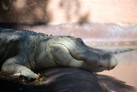 Leucistic Alligator Alligator 2017 Photos 365 Photo