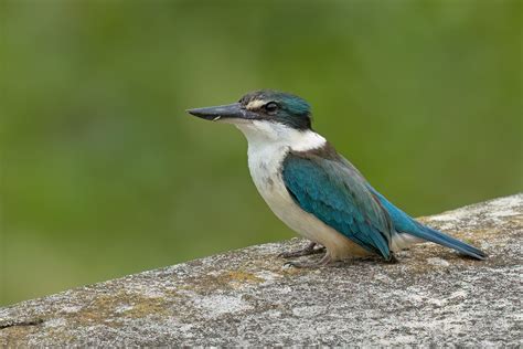 Sveti Vodomar Sa Novog Zelanda Ebird