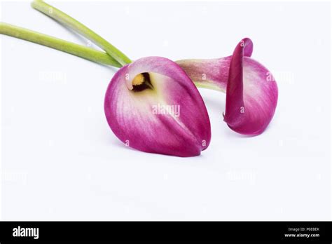 Red Arum Lily Zantedeschia Aethiopica Flower On White Background