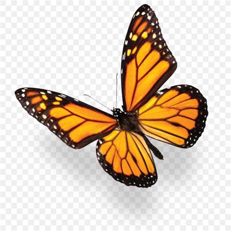 Monarch Butterfly Stock Photography Common Blue Png X Px