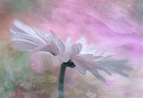 Blossom Bloom Flower Drip Drop Of Water Plant Close Up Bokeh