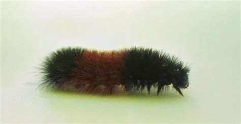 Can The Woolly Bear Caterpillar Actually Predict Winter Weather