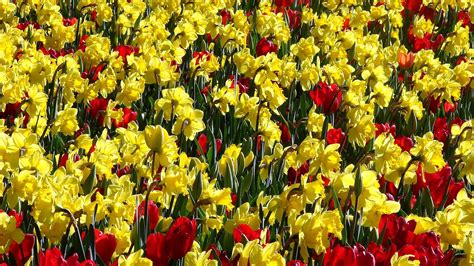 Download wallpaper 1920x1080 tulips, daffodils, sunny, bright, positive full hd, hdtv, fhd ...