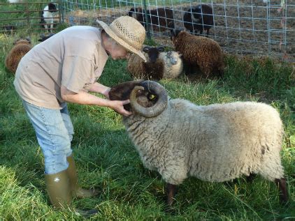 Rams: How to Respect, Love, and be the Boss of them! | Shetland sheep ...