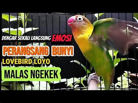 SUARA BURUNG LOVEBIRD FIGHTER NGEKEK PANJANG Dengar Sekali Langsung