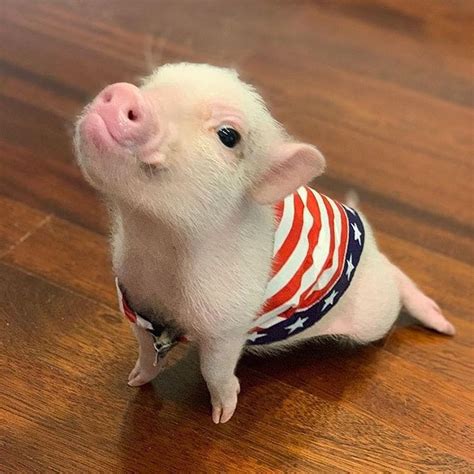 Micro Pigs On Instagram Follow Pigscentric For Daily Cute Clips