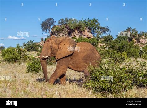 Éléphant de brousse africain marchant dans des paysages de rochers dans