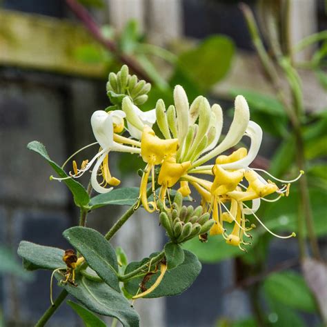 Lonicera Japonica Hall S Prolific L Japanese Honeysuckle The