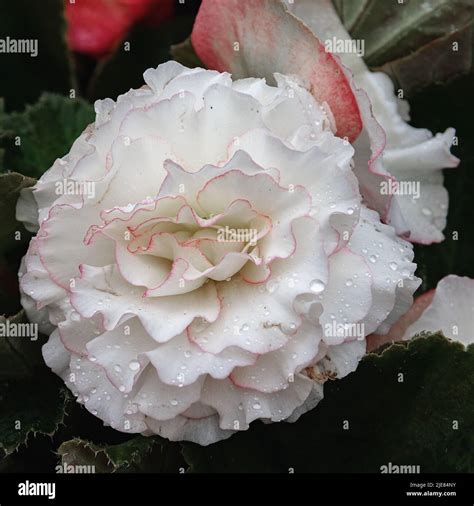 Large Double Begonia Flowers Close Up Flowering Plant Of Begonia