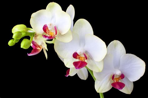 Orquídeas blancas Significado cuidados y fotos La guía más