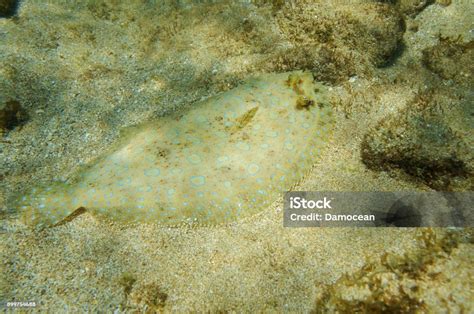 Ikan Flounder Merak Bawah Air Di Dasar Laut Foto Stok Unduh Gambar