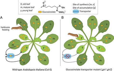 Plants Protect Themselves From Herbivores By Optimizing The