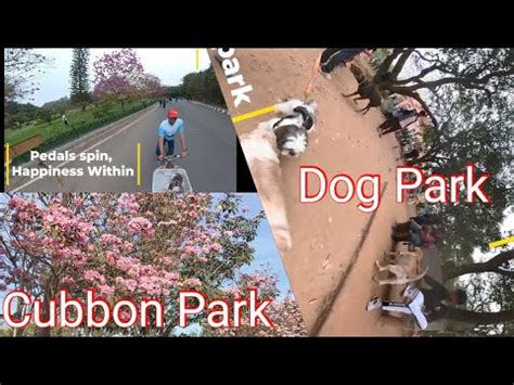 Brompton Ride With Benji Exploring Cubbon Park S Vibrant Trumpet Trees