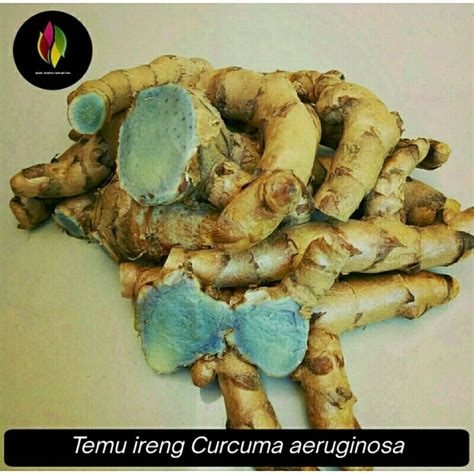 Jual Temu Ireng Temu Hitam Kg Curcuma Aeruginosa Shopee Indonesia