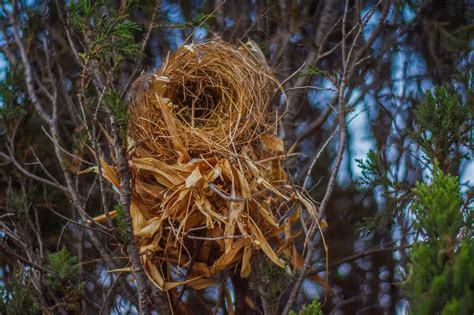 Bird Nest Branch - Free photo on Pixabay - Pixabay