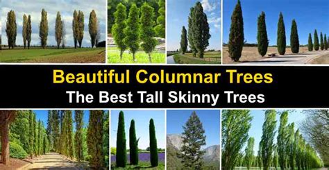 Fast Growing Columnar Evergreen Trees Deals Outlet | brunofuga.adv.br