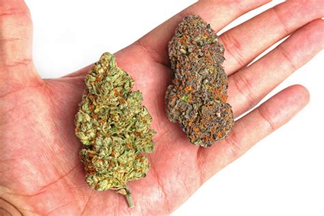 Sativa Buds Vs Indica Buds