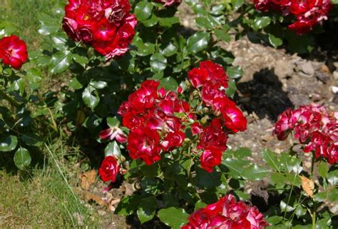 The Best Floribunda Roses: Pink and Red - Best Landscape Ideas