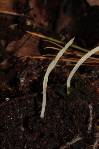 Clavaria acuta Guía general de Macrohongos de Costa Rica