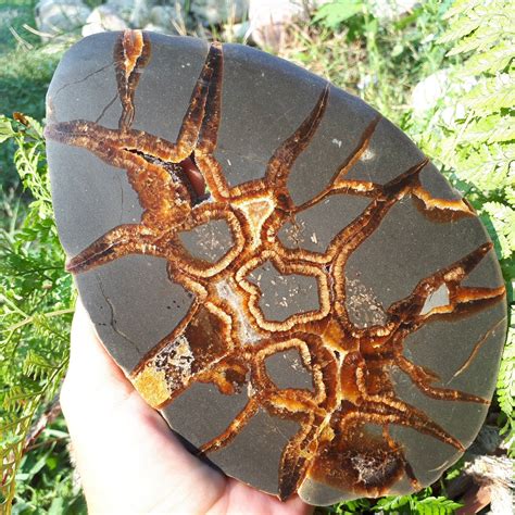 194 X 130 X 13 Mmrussian Septarian Nodule Slabcalcite Geodedragon