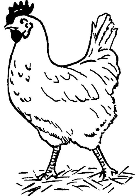 Animaux Dessins Colorier Coloriage Poule Imprimer Est Une Activite Tres