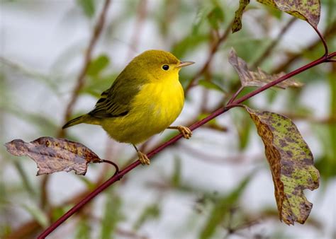 Female yellow warbler by JeffGresko | ePHOTOzine