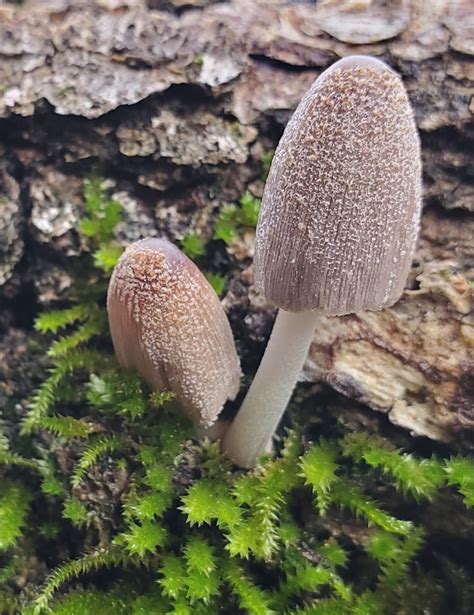 Coprinellus Sect Domestici From Portola Valley Ranch Portola Valley